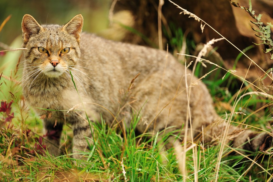 wilde kat wilde kat